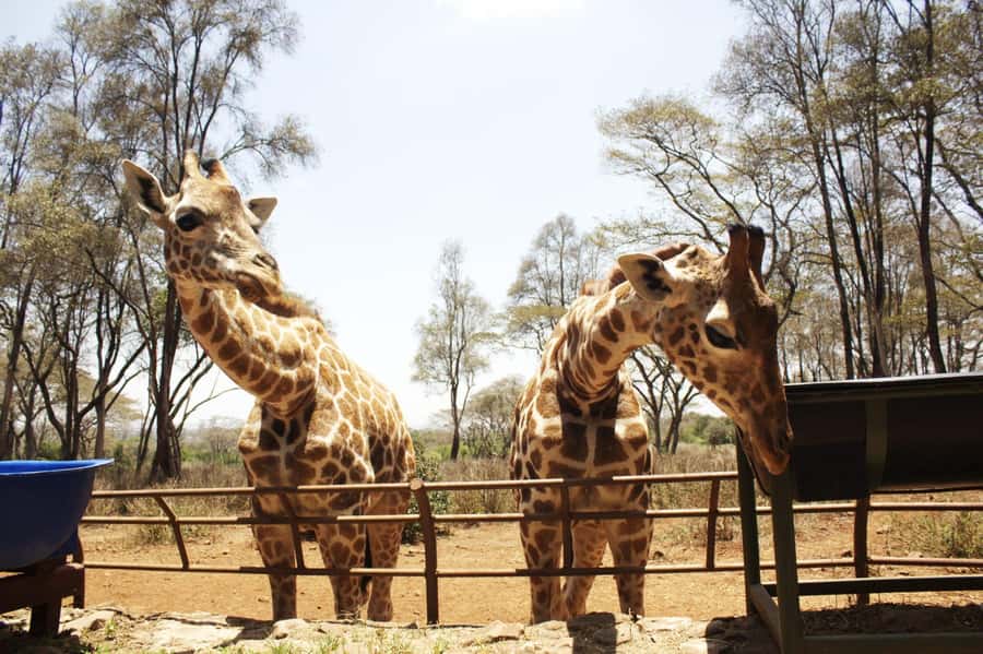 Visit to the Giraffe Centre - Meeting the Rothschild giraffe in Langata