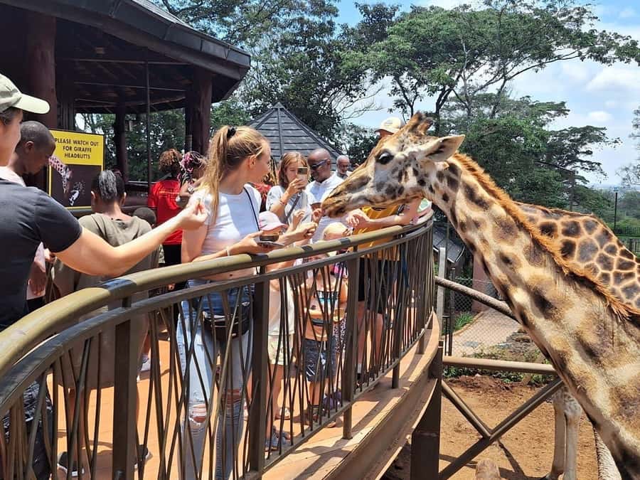 Visit to the Giraffe Centre - Feeding giraffes from the raised platform