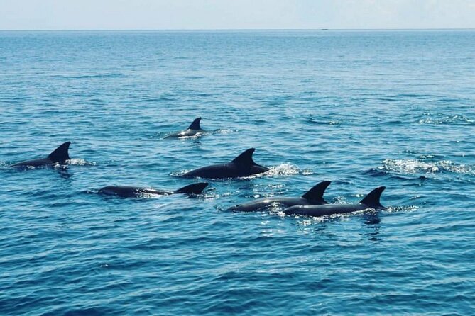 Wasini Dolphin Snorkeling - Snorkeling in Kisite Mpunguti Marine Park