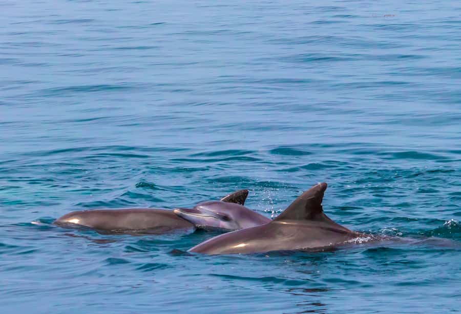 Wasini Island: Dolphin Spotting & Snorkel at Kisite Mpunguti - The early drive from your hotel