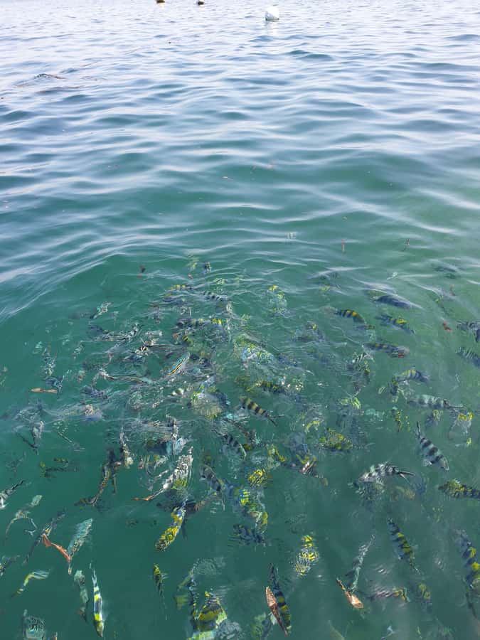 WATAMU: MALINDI: SARDEGNA ISLAND & MALINDI MARINE PARK - Service, delays, and the practical side