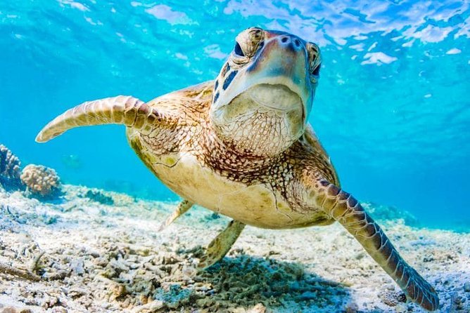 Watamu Marine Park & Sudi Island Mangrove Forest Canoe Ride.With sea food lunch - Is $101.05 a fair price?