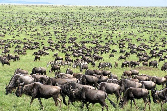 Wildebeest Migration in Masai Mara and Sightseeing 4 Days Tour - Day one: Nairobi to the Masai Mara