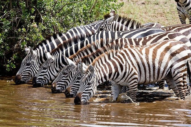 Wildebeest Migration in Masai Mara and Sightseeing 4 Days Tour - Day two: A full day in the Masai Mara